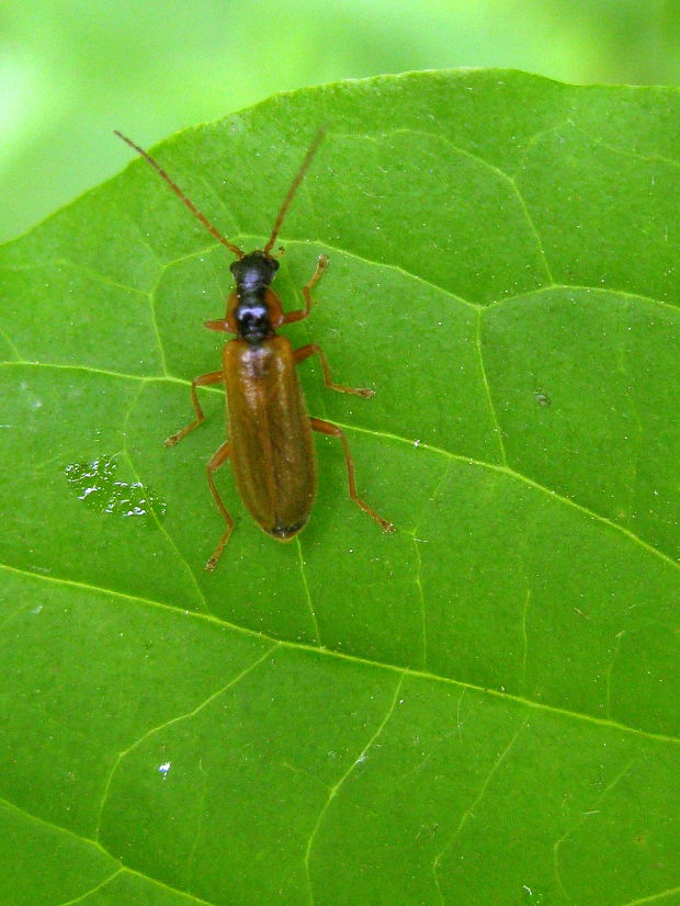 snehuľčík Rhagonycha testacea