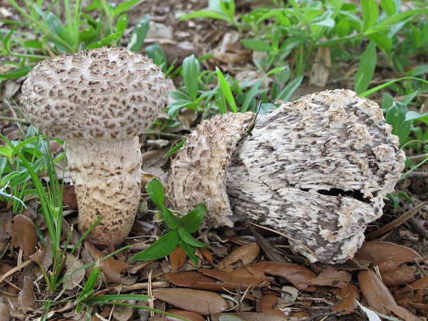 šiškovec šupinatý Strobilomyces strobilaceus (Scop.) Berk.