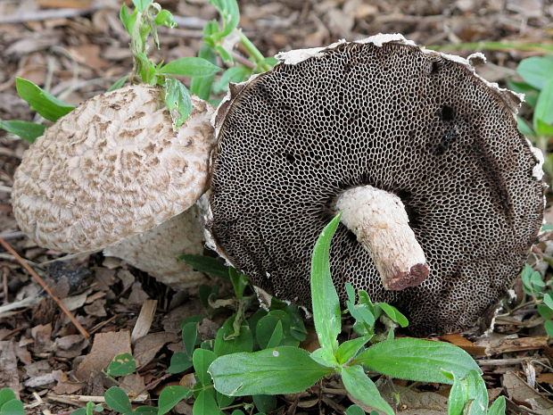 šiškovec šupinatý Strobilomyces strobilaceus (Scop.) Berk.