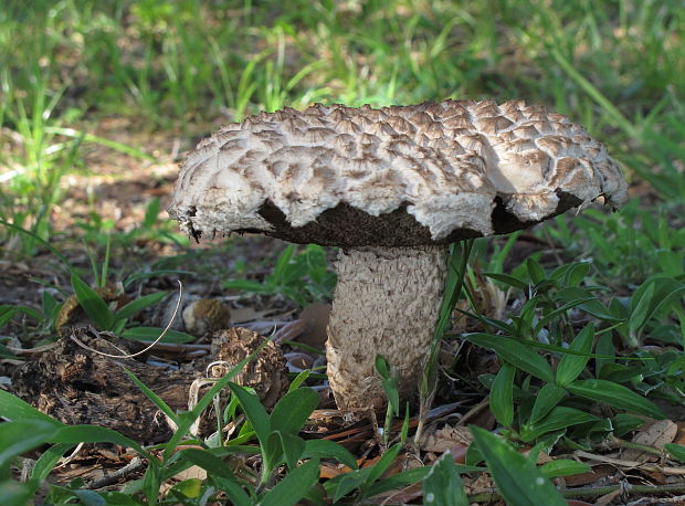 šiškovec šupinatý Strobilomyces strobilaceus (Scop.) Berk.