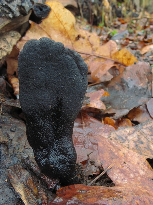 drevnatec kyjakovitý Xylaria polymorpha (Pers.) Grev.