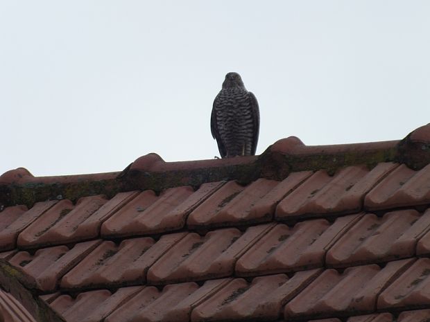 jastrab lesný Accipiter gentilis