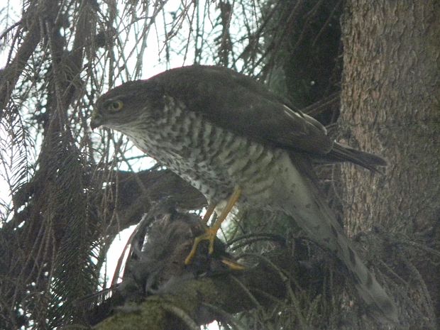 jastrab krahulec Accipiter nisus