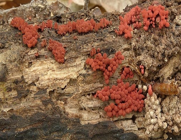 mištička Arcyria sp.