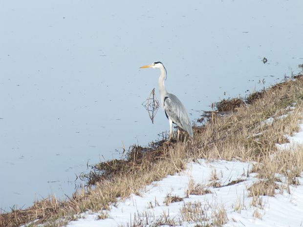 volavka popolavá Ardea cinerea