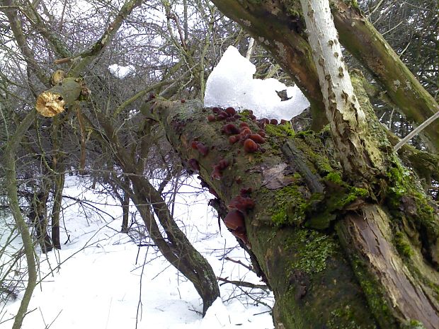 uchovec bazový Auricularia auricula-judae (Bull.) Quél.