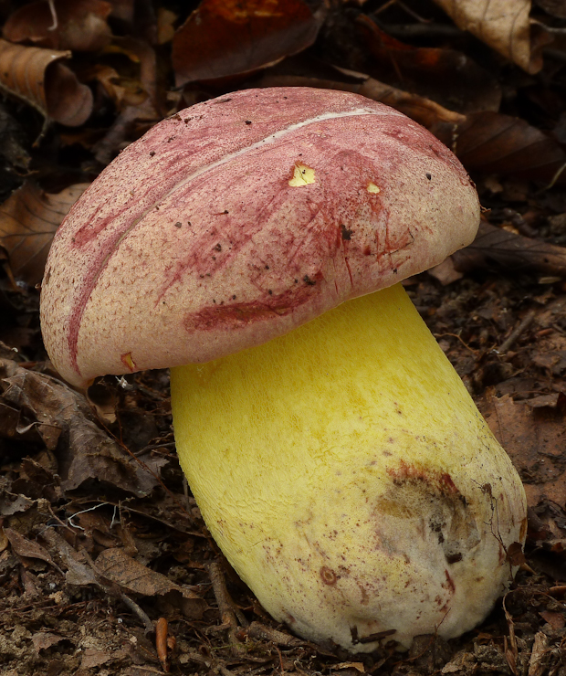 hríb kráľovský Butyriboletus regius (Krombh.) D. Arora & J.L. Frank