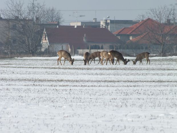 srna lesná Capreolus capreolus