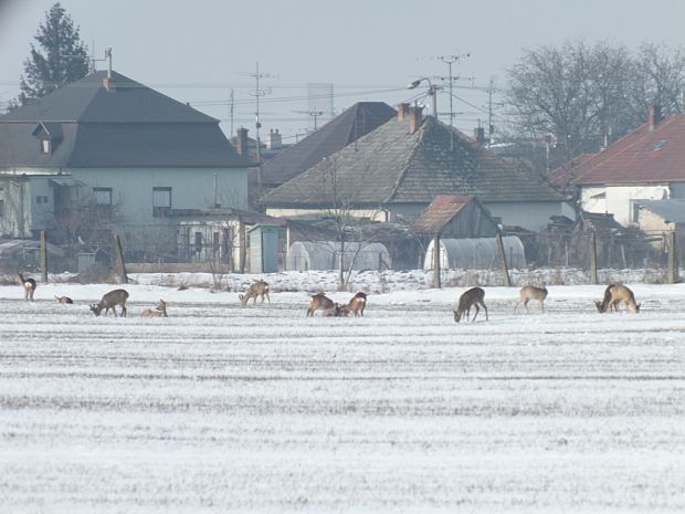 srna lesná Capreolus capreolus