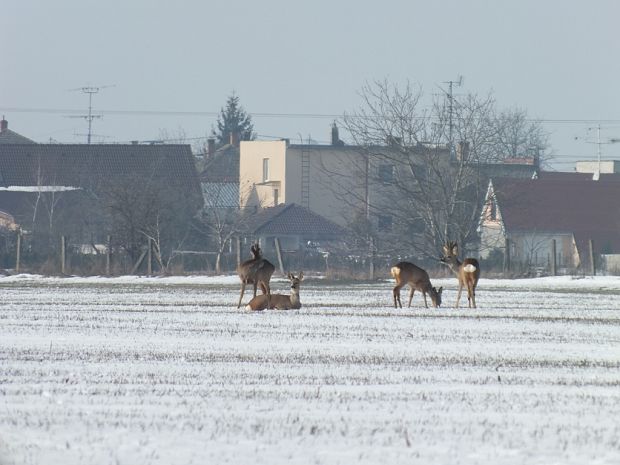 srna lesná Capreolus capreolus