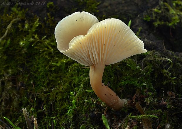 strmuľka Clitocybe sp.