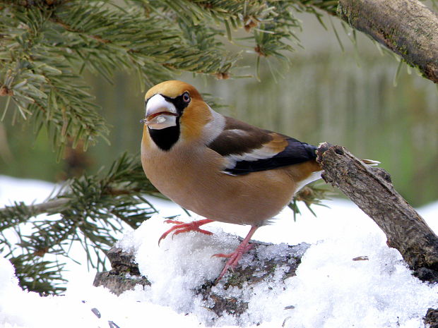 glezg hrubozobý  Coccothraustes coccothraustes