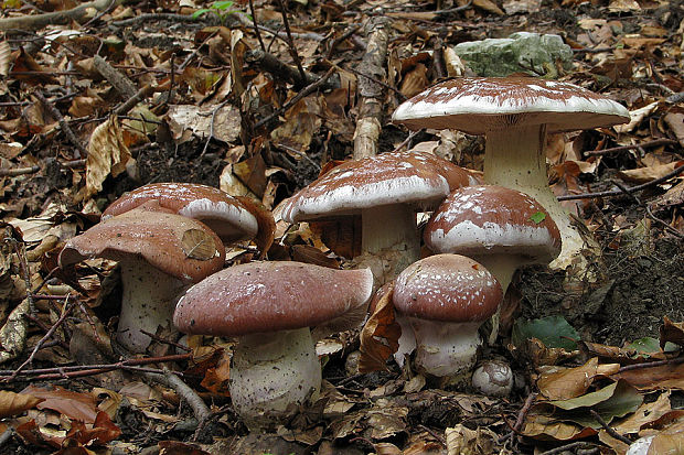 pavučinovec mohutný Cortinarius praestans (Cordier) Gillet