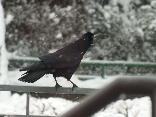 havran čierny Corvus frugilegus