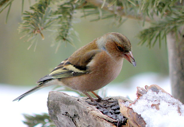 pinka lesná Fringilla coelebs