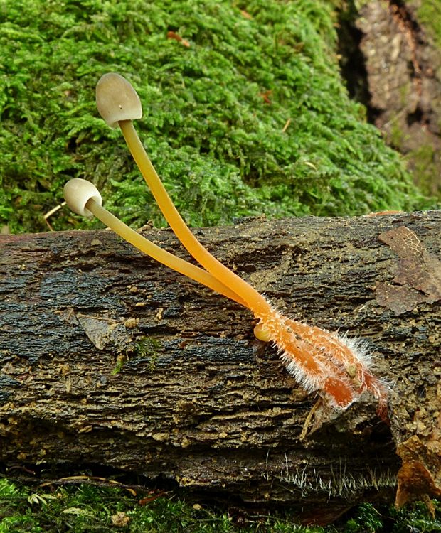 prilbička šafranová Mycena crocata (Schrad.) P. Kumm.