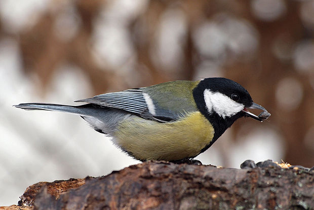 sýkorka bielolíca  Parus major