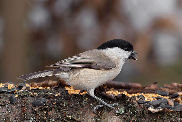 sykorka leskohlava  Parus palustris