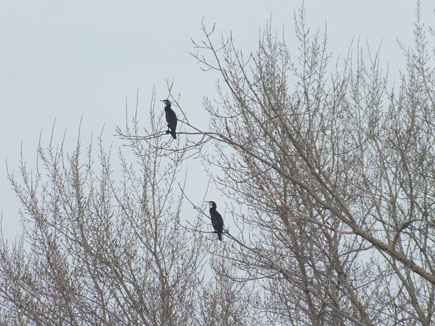 kormorán velký Phalacrocorax carbo