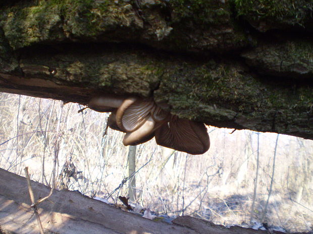 hliva ustricovitá Pleurotus ostreatus (Jacq.) P. Kumm.