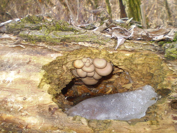 hliva ustricovitá Pleurotus ostreatus (Jacq.) P. Kumm.