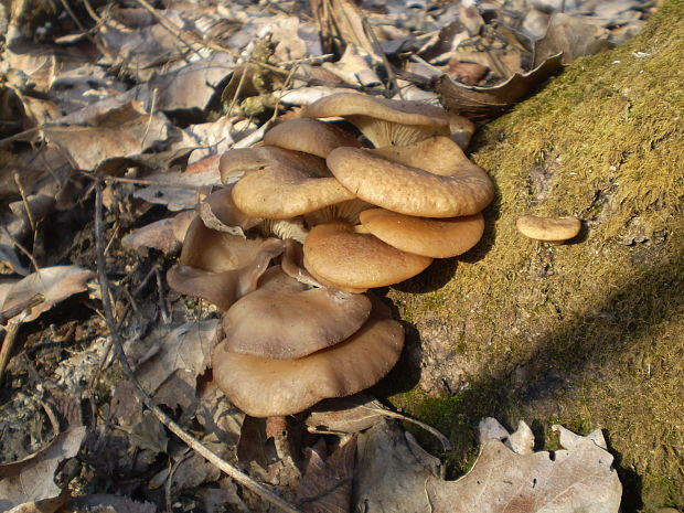 hliva ustricovitá Pleurotus ostreatus (Jacq.) P. Kumm.