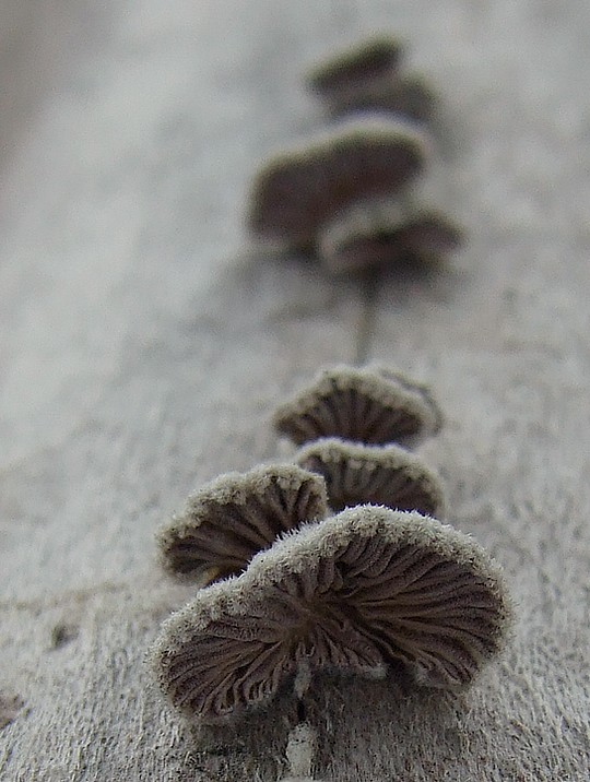 klanolupeňovka obyčajná Schizophyllum commune Fr.