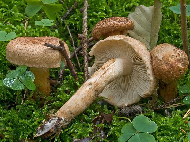 čírovka škridlicovitá Tricholoma vaccinum (Schaeff.) P. Kumm.