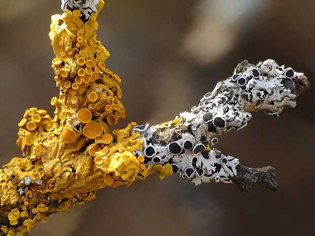 diskovník múrový Xanthoria parietina var. parietina