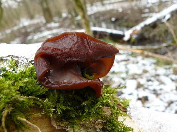 uchovec bazový Auricularia auricula-judae (Bull.) Quél.