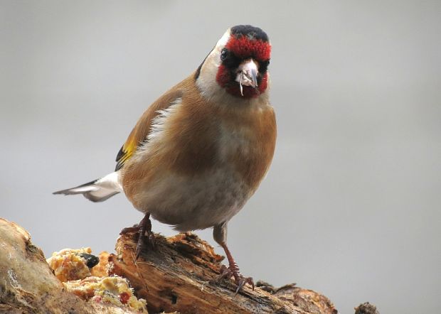 stehlík obyčajný Carduelis carduelis