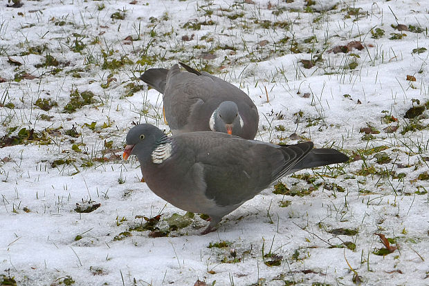 holub hrivnák Columba palumbus