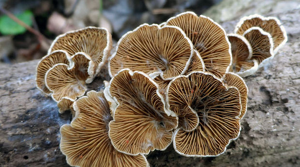 pahliva Crepidotus sp.