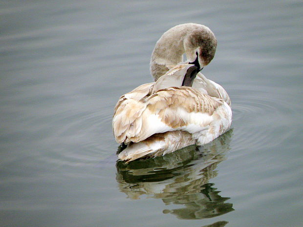 labuť hrbozobá Cygnus olor