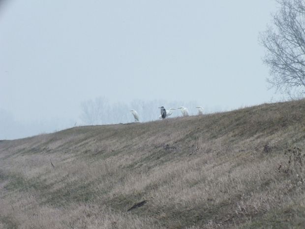 volavka biela Egretta alba