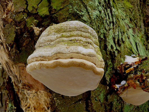 práchnovec kopytovitý Fomes fomentarius (L.) J.J. Kickx