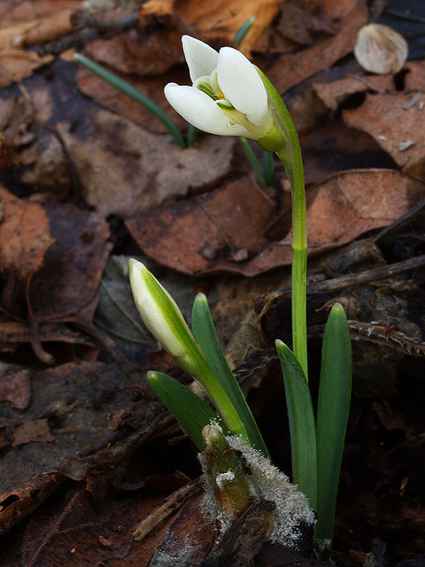 snežienka jarná Galanthus nivalis L.