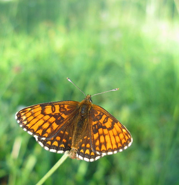 hnedáčik skorocelový Melitaea athalia