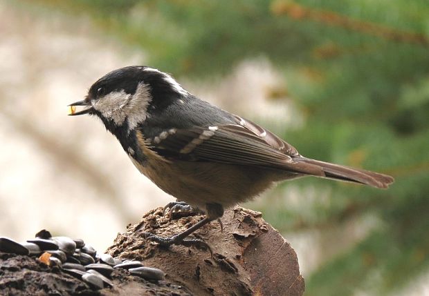 sýkorka uhliarka Parus ater