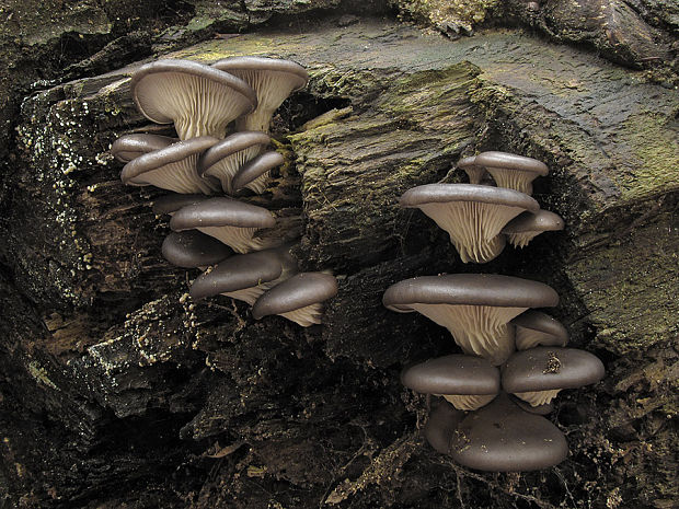 hliva ustricovitá Pleurotus ostreatus (Jacq.) P. Kumm.