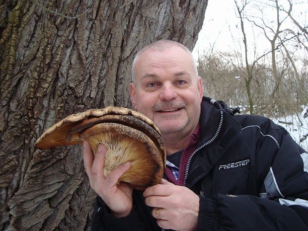 hliva Pleurotus sp.