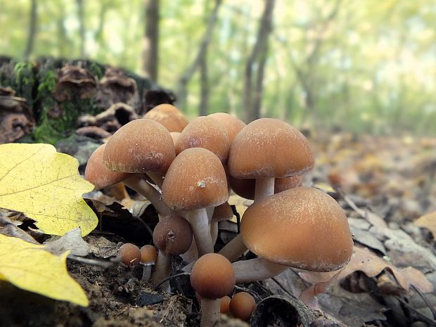 drobuľka vodomilná Psathyrella piluliformis (Bull.) P.D. Orton