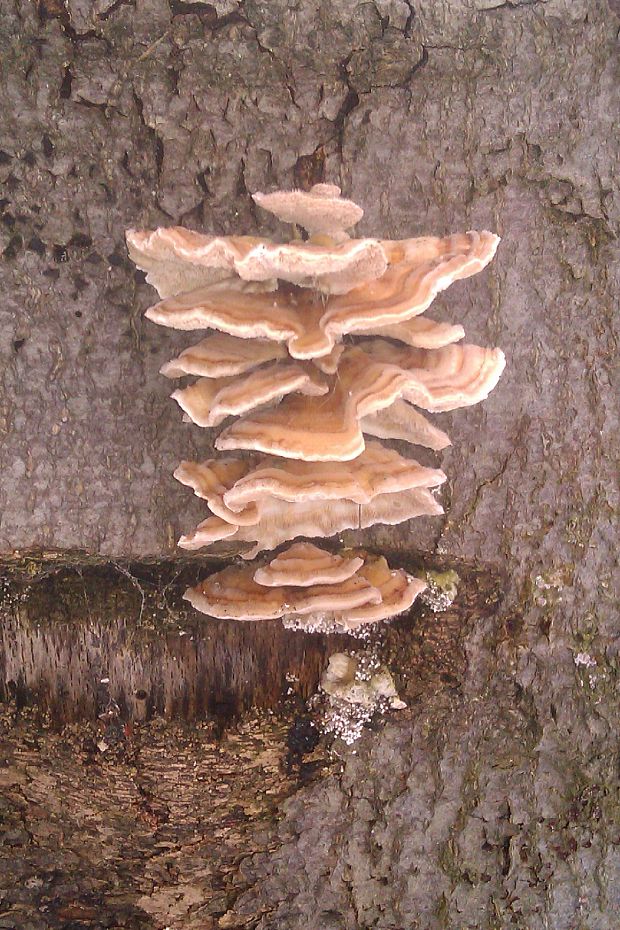 trúdnikovec pestrý Trametes versicolor (L.) Lloyd