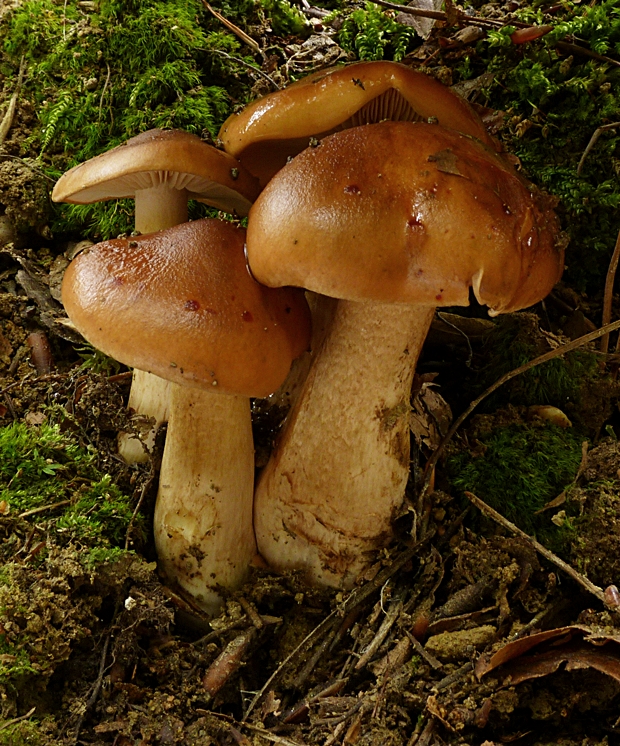 čírovka gaštanovohnedá Tricholoma ustale (Fr.) P. Kumm.