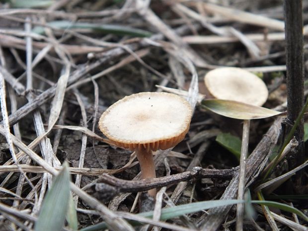 smeťovka zimná Tubaria furfuracea (Pers.) Gillet