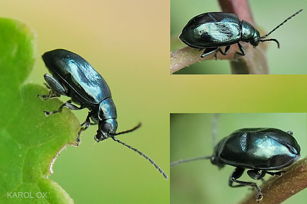 skočka Altica cf. brevicollis