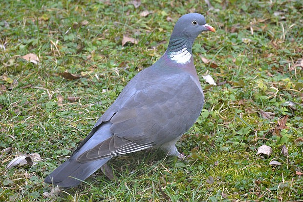 holub hrivnák Columba palumbus