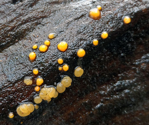 slzovec Dacrymyces sp.