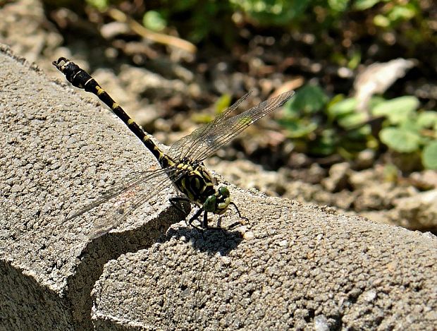 klinovka čiernonohá Onychogomphus forcipatus