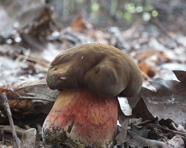 hríb zrnitohlúbikový Sutorius luridiformis (Rostk.) G. Wu & Zhu L. Yang